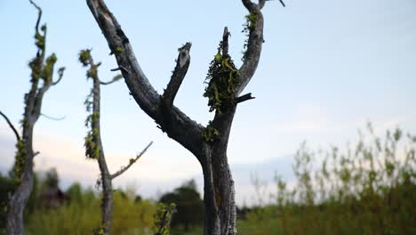 Dry-Tree-Without-Leaves-Against-The-Blue-Sky---tilt-down-shot