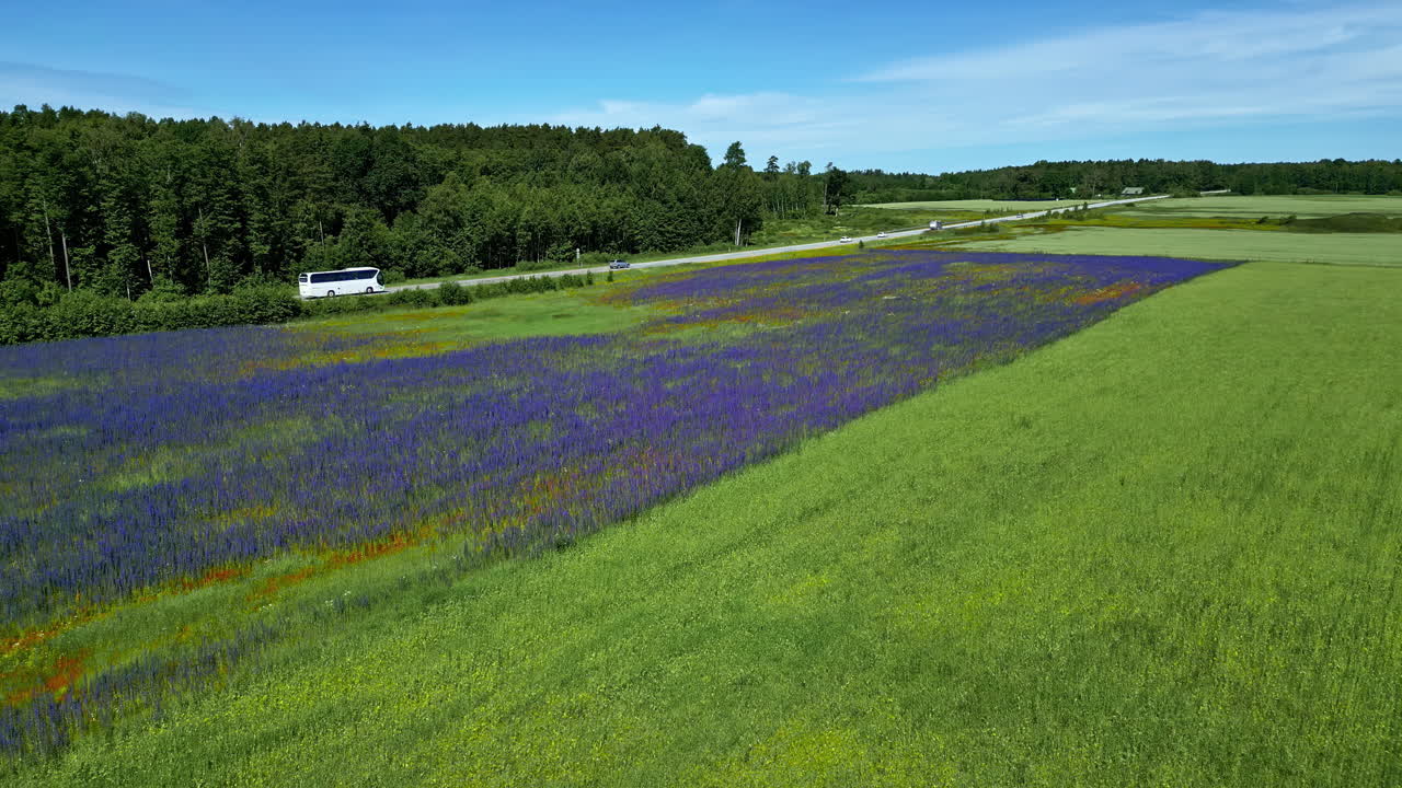 Vibrant Purple Flower Field and Green Landscape with Road and Forest
