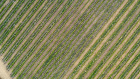 drone volando sobre vides en verano