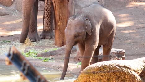 baby elephant drinks water at melbourne zoo