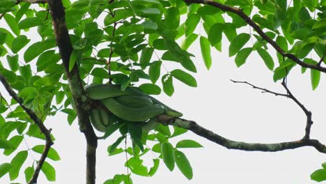 A-footage-from-a-distance-while-its-resting-on-the-branch-during-the-day,-Red-tailed-Racer-Gonyosoma-oxycephalum,-Thailand