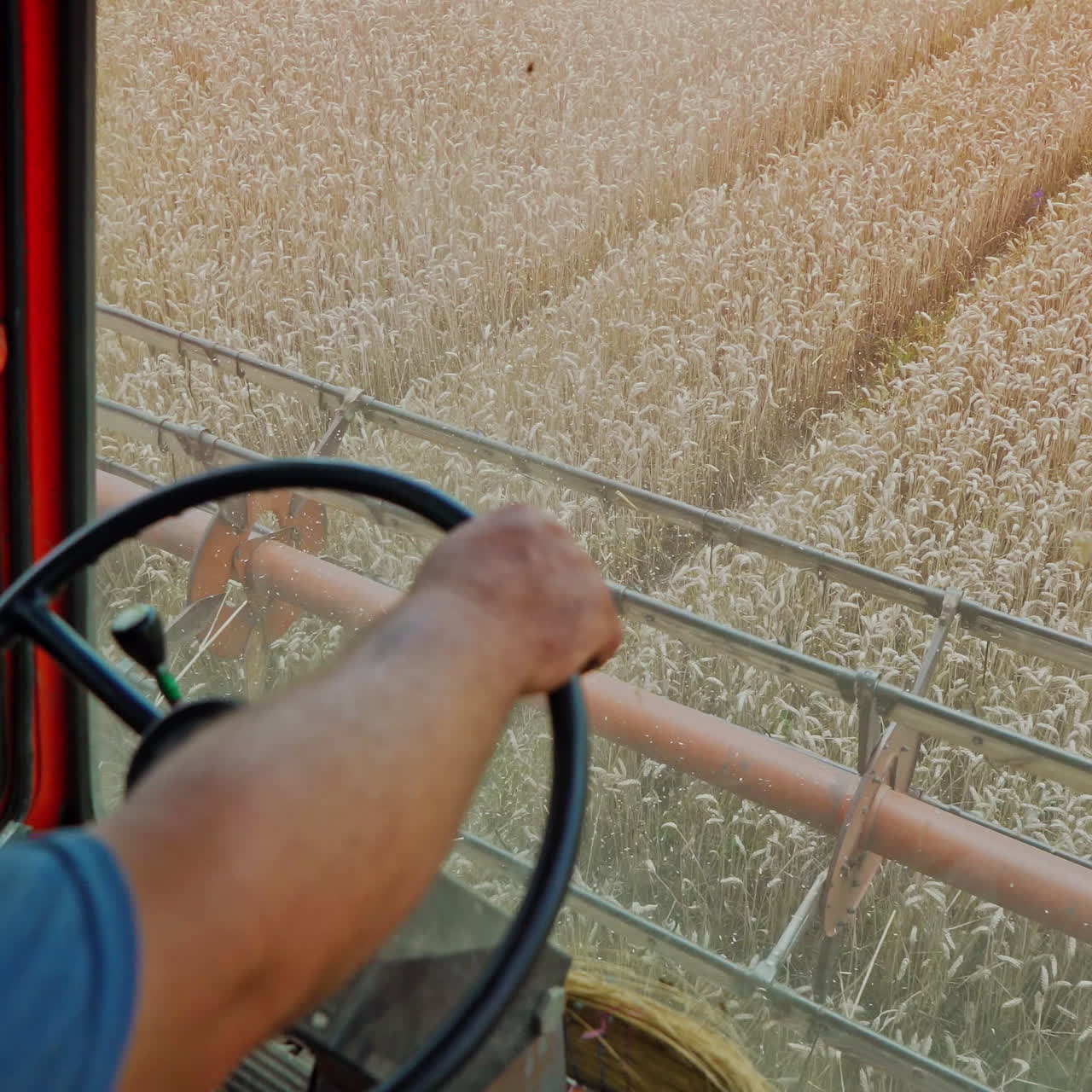 Combine harvester cuts ripe wheat in the field. The process of cutting blades on a wheat harvesting combine. Close-up