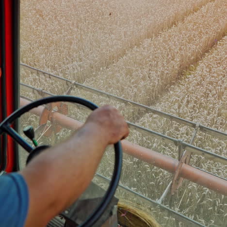 combine harvester cuts ripe wheat in the field. the process of cutting blades on a wheat harvesting combine. close-up