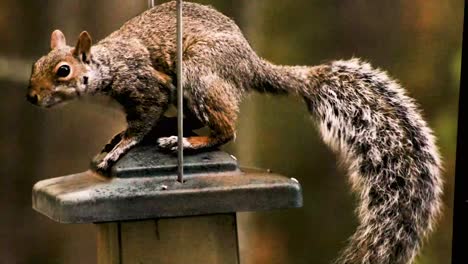 Las-Ardillas-Son-Miembros-De-La-Familia-Sciuridae,-Una-Familia-Que-Incluye-Roedores-De-Tamaño-Pequeño-O-Mediano