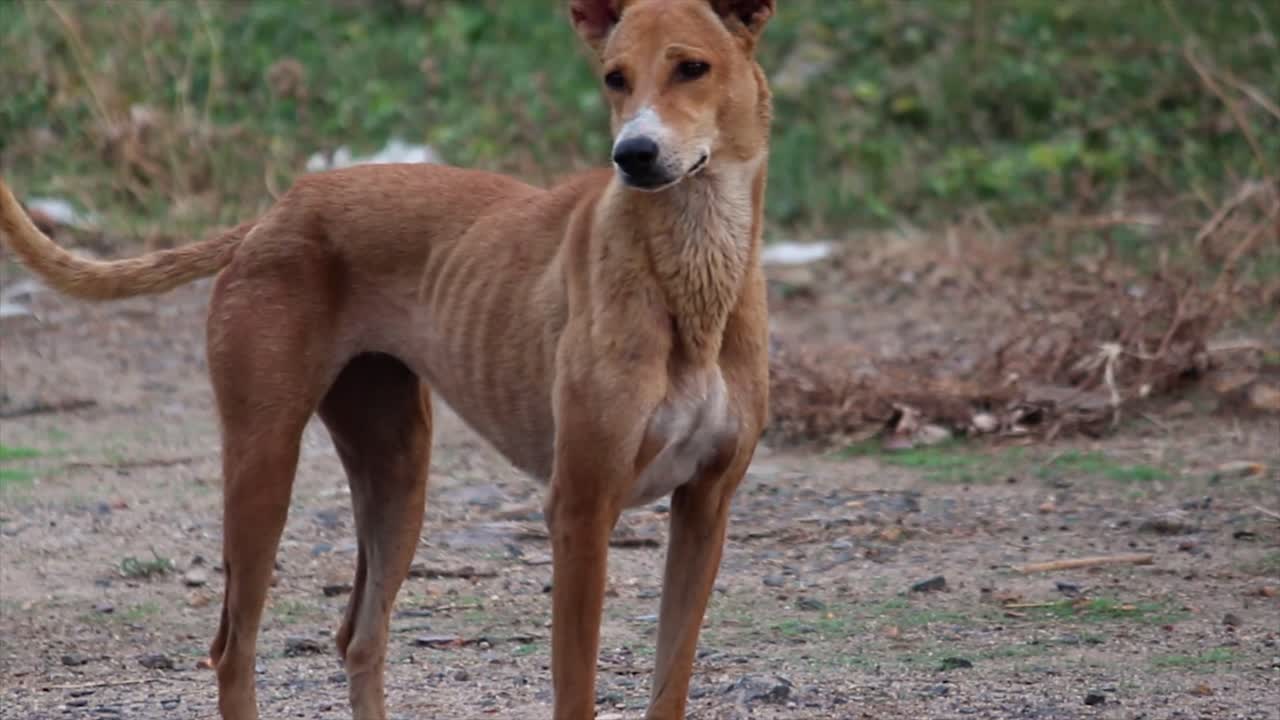 Indian dog stands alert on rugged terrain, survival instincts and raw beauty Pariah. 4K real-life footage ideal for street life, documentaries and animal welfare projects.