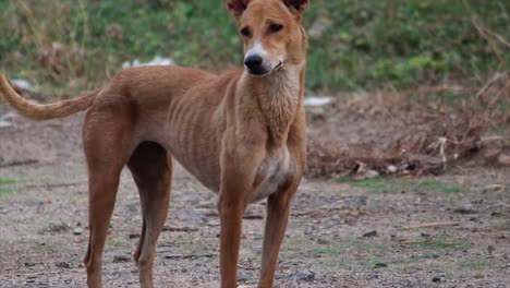 indian dog stands alert on rugged terrain, survival instincts and raw beauty pariah. 4k real-life footage ideal for street life, documentaries and animal welfare projects.