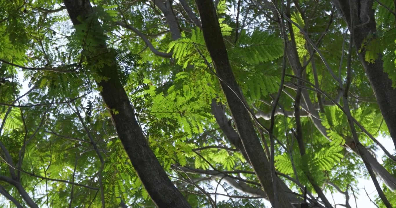 Uno scorcio sereno di una lussureggiante volta forestale che mette in mostra una vegetazione vibrante e la bellezza della natura