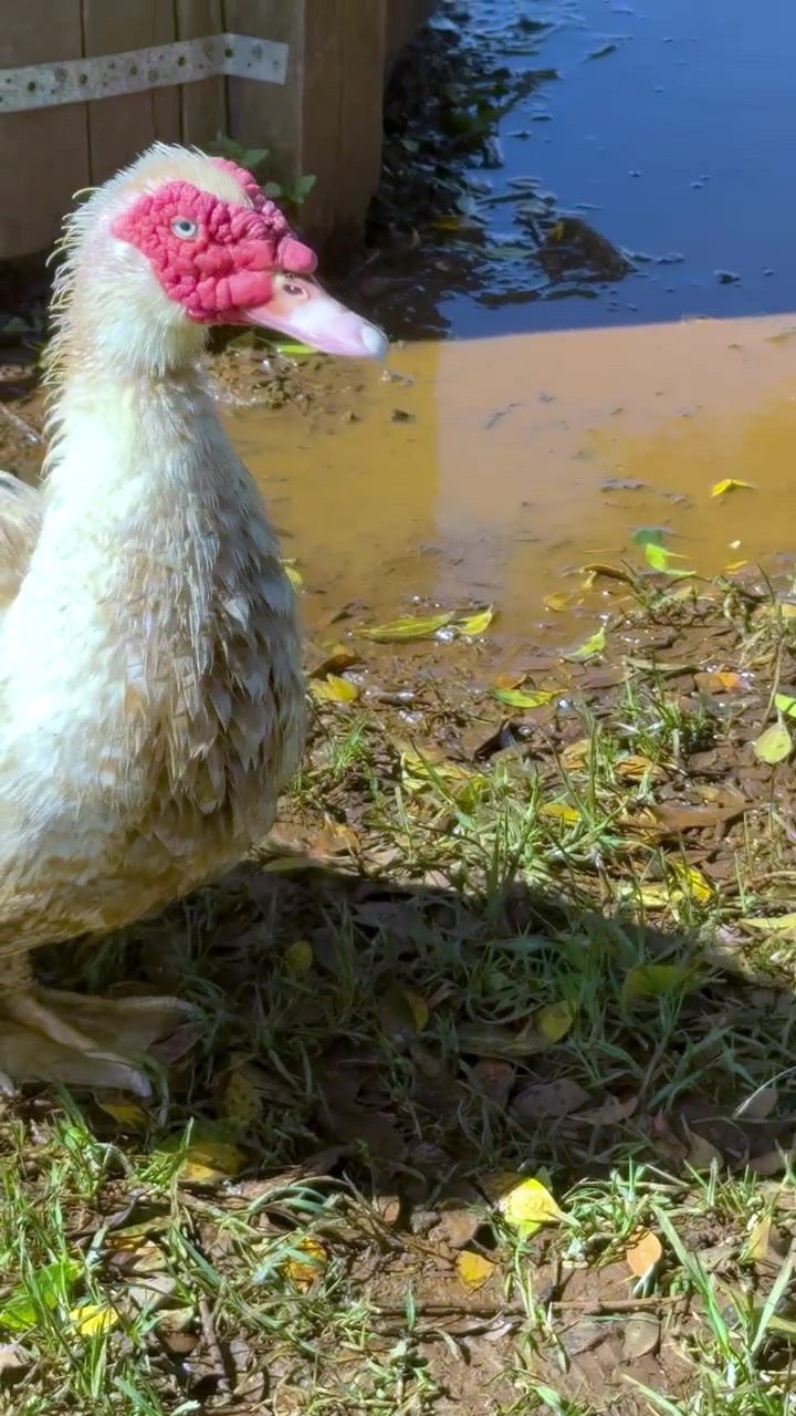 Pižmovka si čistí peří u rybníka za jasného denního světla, ukazující přirozené chování v poklidném prostředí farmy.
