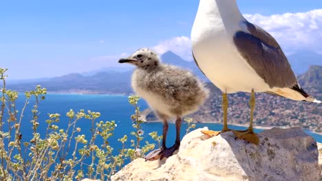 seagull protecting baby seagull on the peak of ifach rock with coastal view