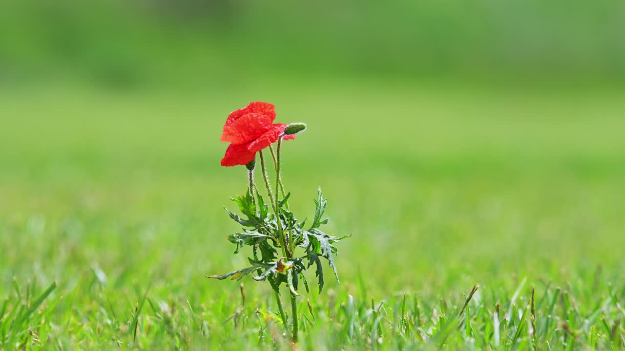 A ground squirrel stands upright in a green meadow, gently reaching toward a vibrant red poppy flower. The scene captures a moment of interaction between wildlife and nature in a soft-focus background