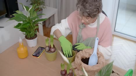 senior woman planting hyacinths at home