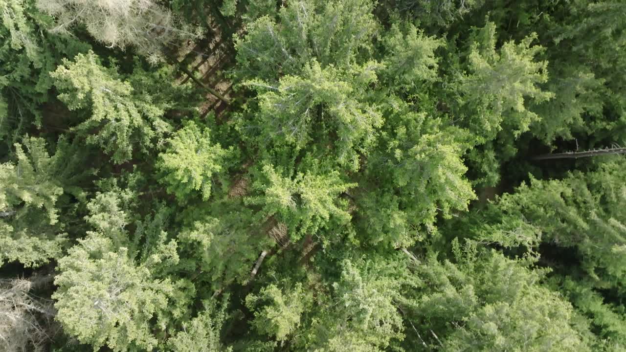 Bird's eye view of evergreen coniferous trees and their tops illuminated by sunlight in early spring