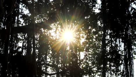 early-morning-sunrise-are-coming-through--trees