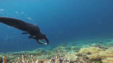 un buzo libre profesional en un traje de natación nada usando la técnica de patada de delfín y se desliza sin esfuerzo por encima de un vibrante arrecife de coral