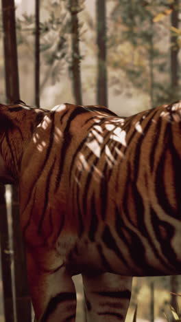 tiger in a bamboo forest