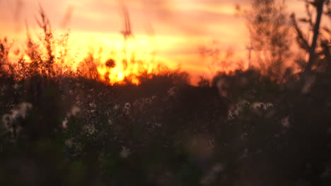 una brillante puesta de sol naranja con vegetación de enfoque suave en primer plano, creando una escena natural tranquila y atmosférica