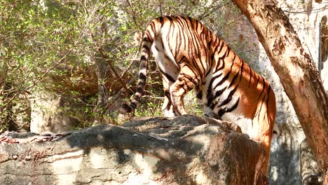 tigre caminando sobre una roca en un recinto natural