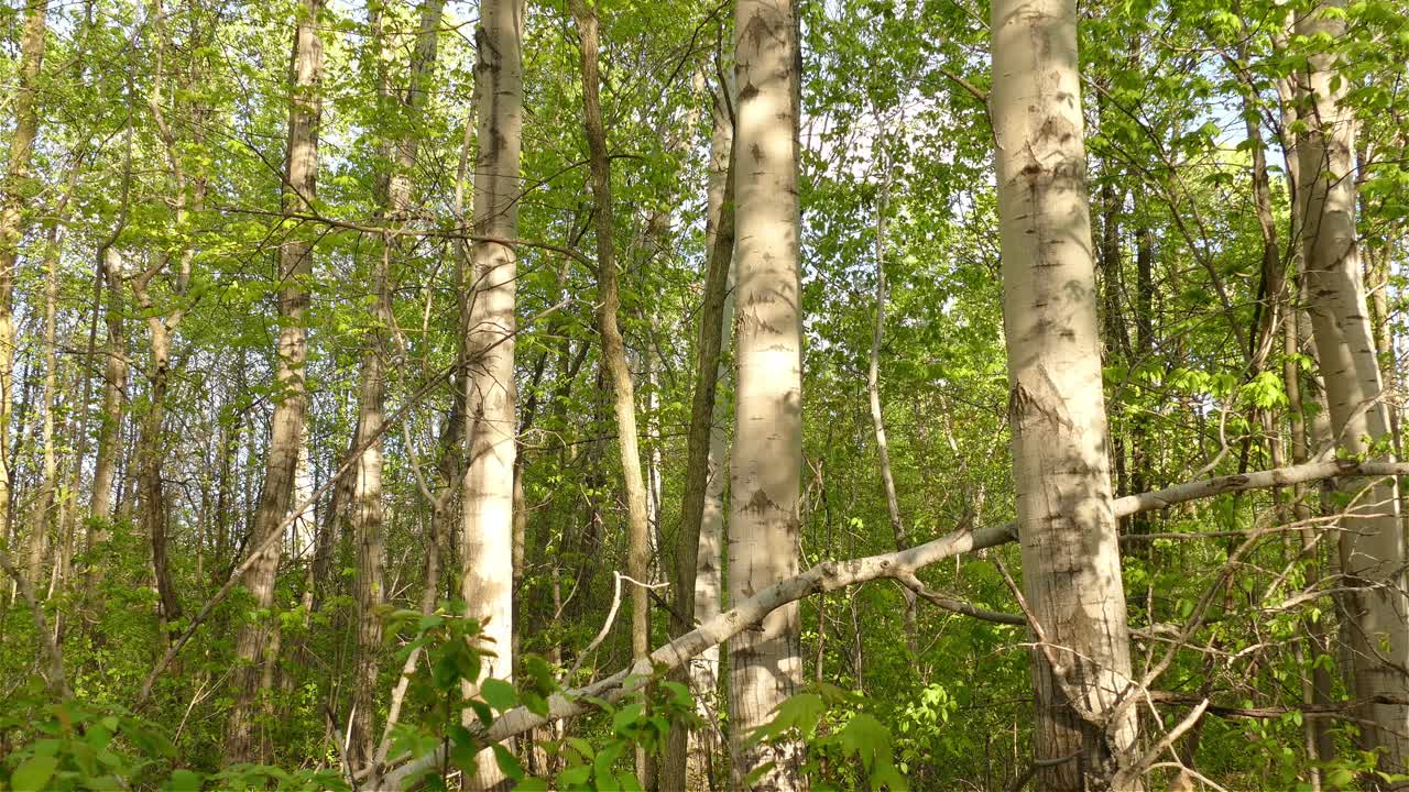 el pájaro carpintero blanco y negro en el árbol