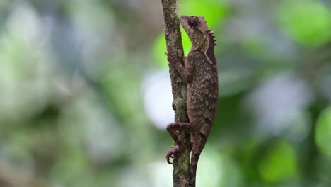 camera zooms out as this individual seen wrapped around this small tree as it tilts its head and breathes, scale-bellied tree lizard acanthosaura lepidogaster, thailand