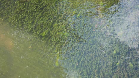 moss-covered water surface in bute park, cardiff