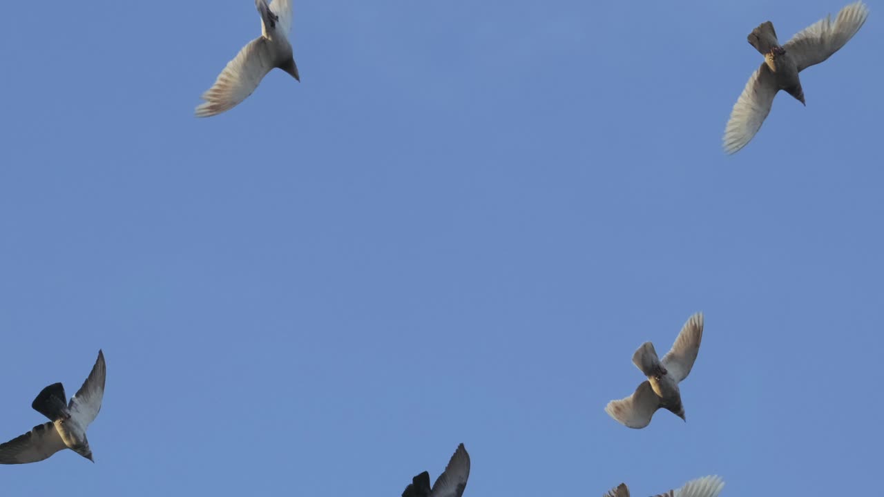 pigeons flying in the sky. 4K