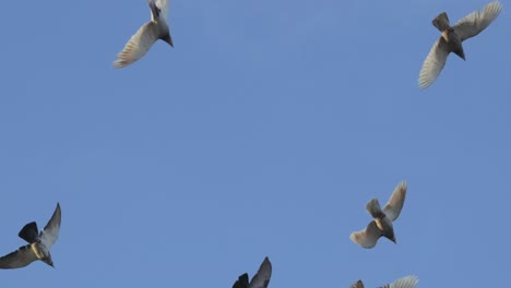 pigeons flying in the sky. 4k