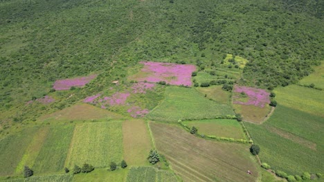 Feld-Mit-Bunten-Pflanzen-Mit-Drohne