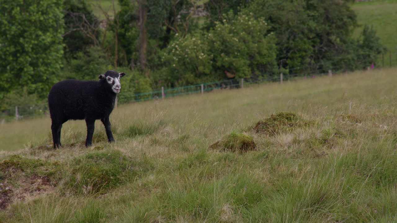 Agnellino nero sul lato sinistro dell'inquadratura, sul fianco della collina a Kelly hall Tarn, una piccola pozza vicino a Coniston Water, a Torver Back Common