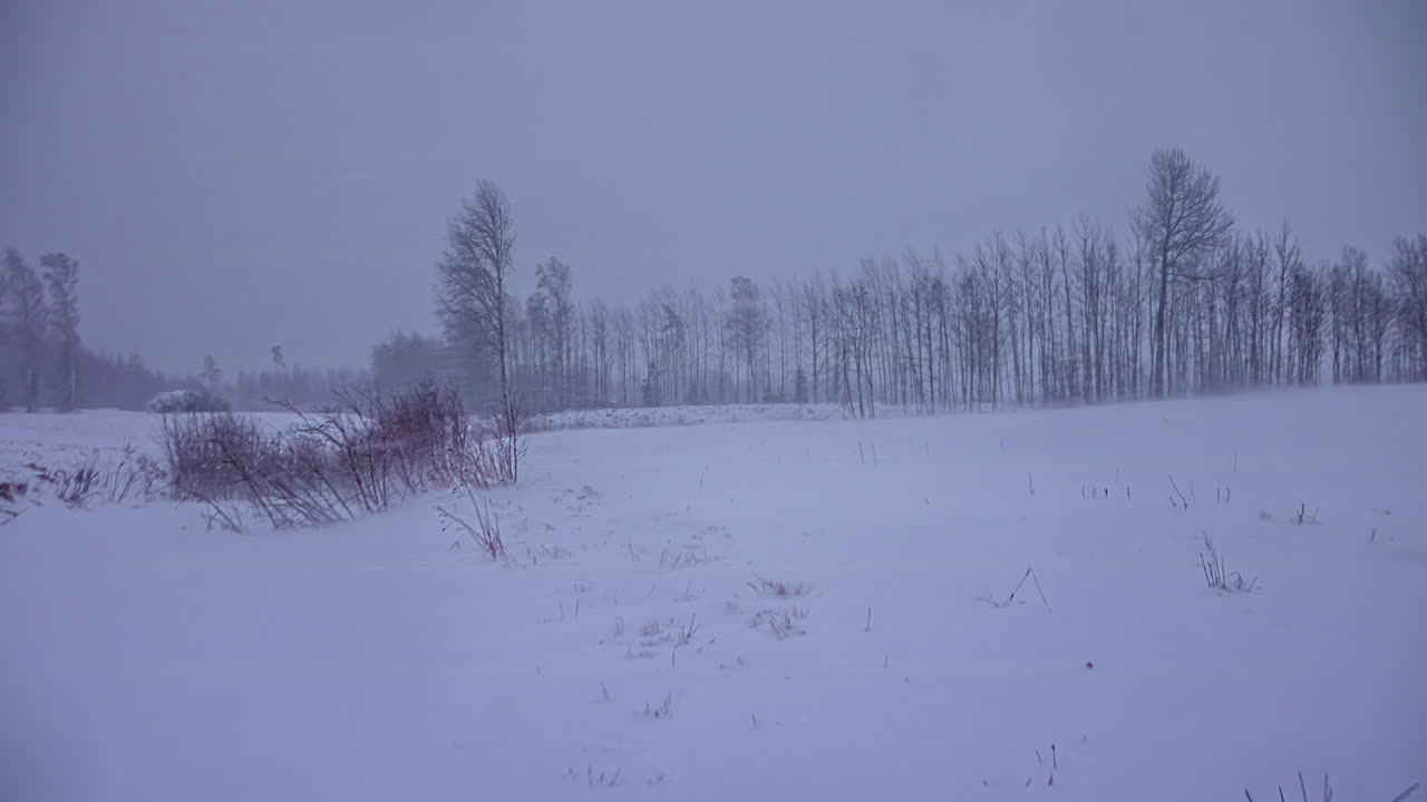 Timelapse of blizzard snow storm with thick snow in leaveless forest