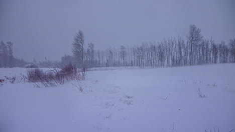 timelapse of blizzard snow storm with thick snow in leaveless forest