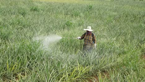 fertilizer spraying on pineapple farm in thailand