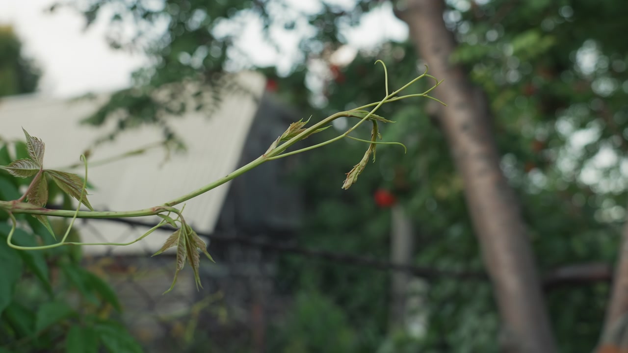 Close-up of a Green Plant Vine with Tendrils and Young Leaves