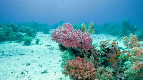 beautiful colors of the oceanic world -underwater