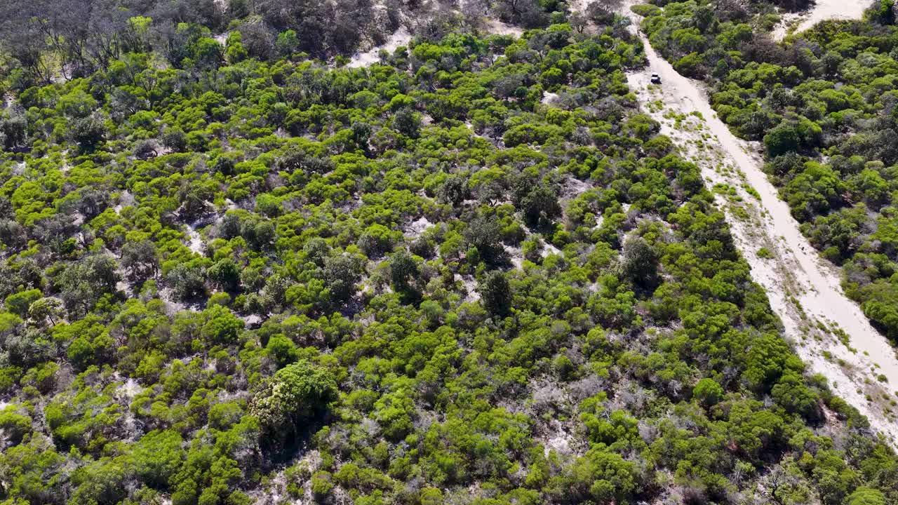 Ripresa aerea dall'alto di un'auto che percorre un sentiero sabbioso attraverso una fitta macchia costiera