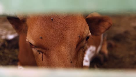 closeup of a brown cow's head covered in flies in a farmyard pen