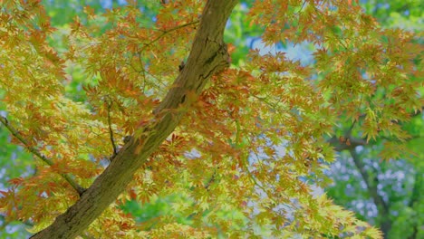 chestnut tree with red leaves in park during a windy sunny day in vienna türkenschanzpark