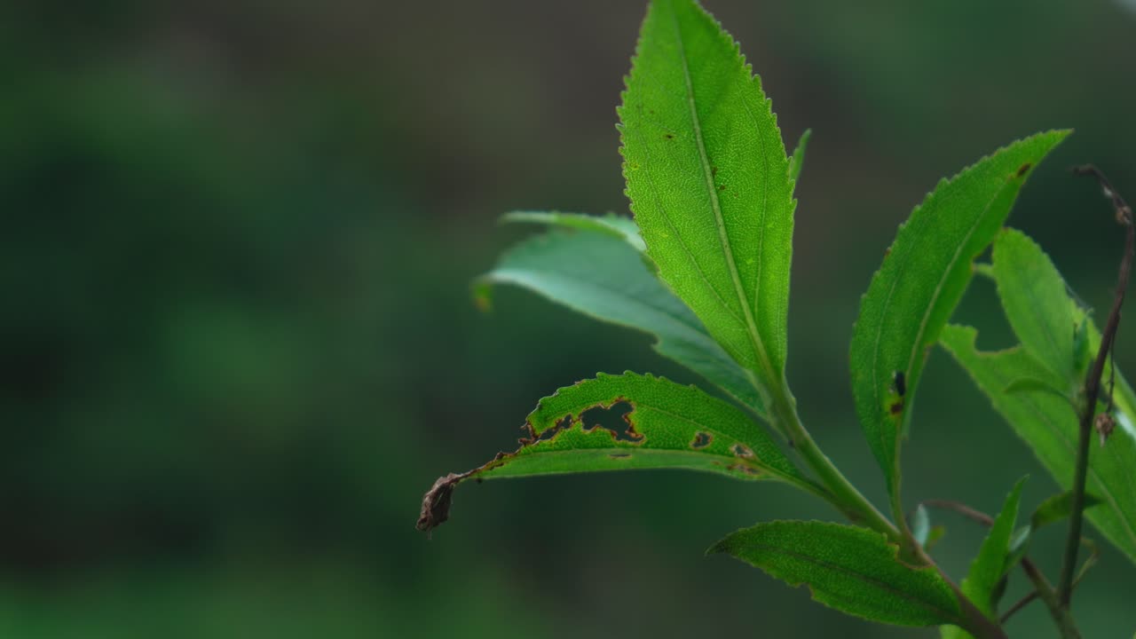 Static shot of an Amazonian plant with vivid green leaves and insect damage.