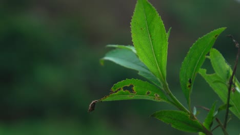static shot of an amazonian plant with vivid green leaves and insect damage.