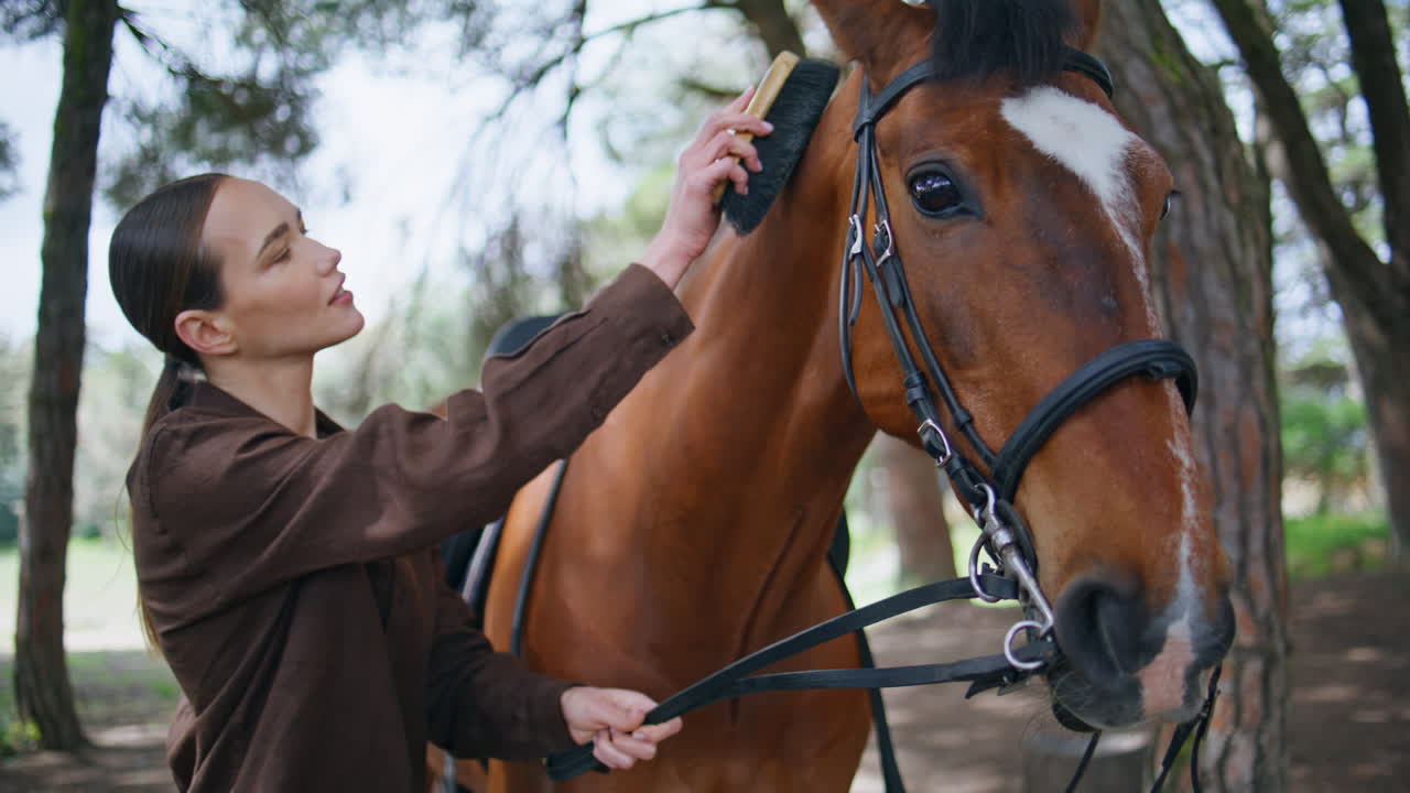 Jóquei limpando cavalo em close-up de bosque ensolarado. Mulher lavando garanhão