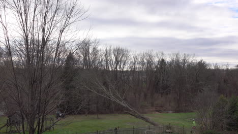 tractor pulls rope attached to tree and topples it