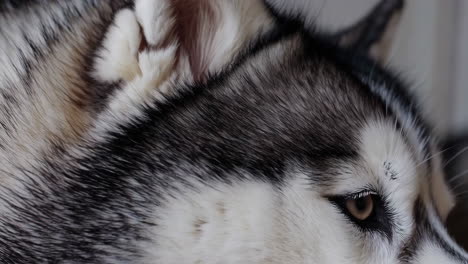 close-up of a husky