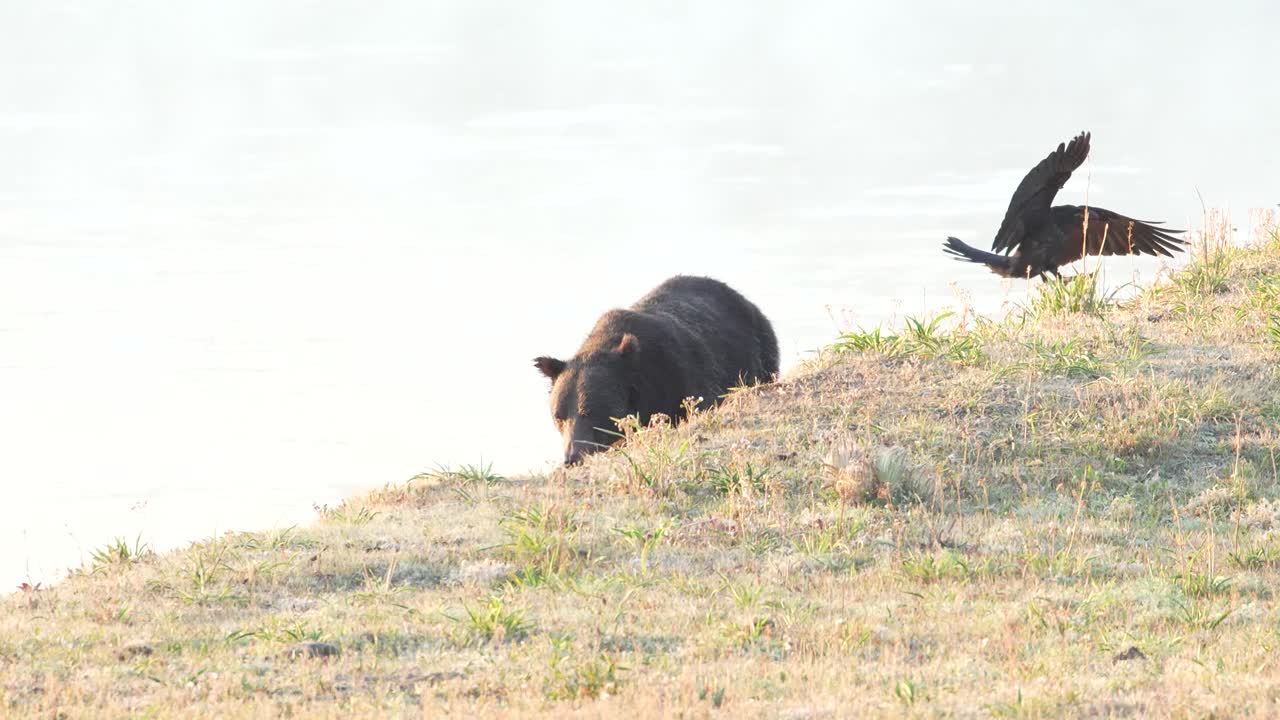 Grizzly bear running toward river in Yellowstone National Park