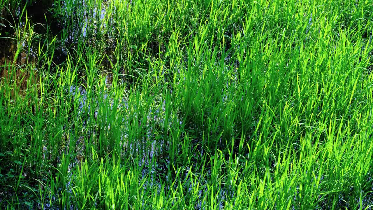 Green grass of rice paddy gently moving in breeze in glistening water of agricultural farmland in rural countryside of Sri Lanka