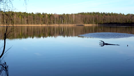wide shot of lake with reeds on a sunny day with melted ice-floe on the shore and trees in the background with clear blue sky
