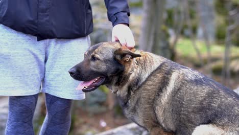 master petting his german shepherd dog outdoors, slomo