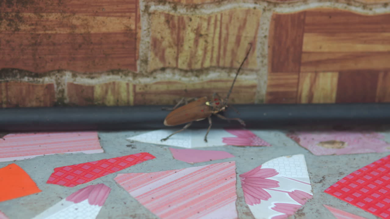 Close-up of a cockroach on a decorative floor, urban setting