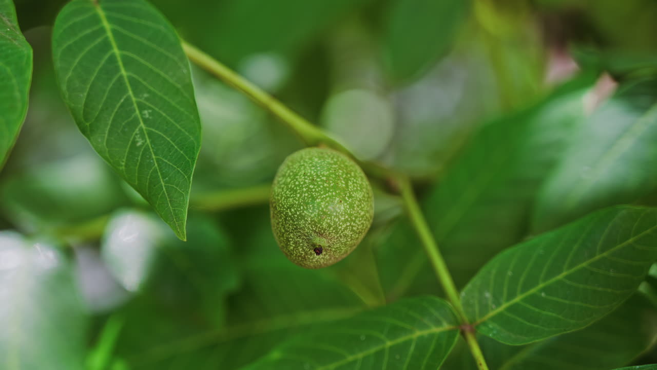 Close up of a green greek walnut surrounded by leaves on a tree