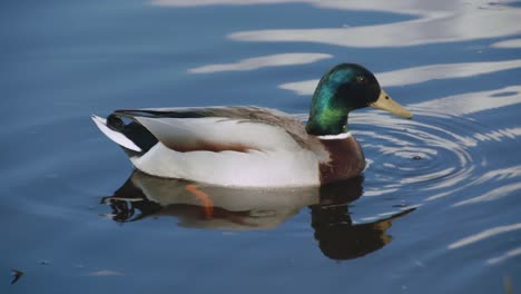 pato salvaje flotando en el agua