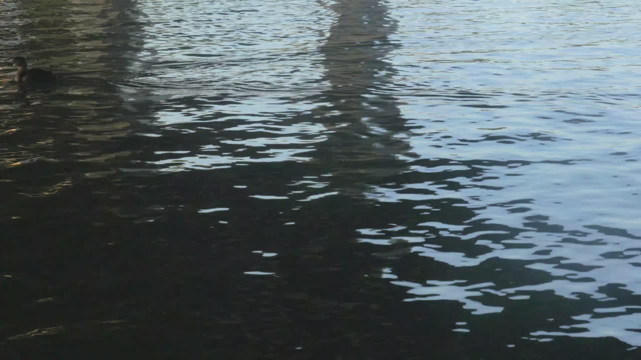 pato nadando en el río 4k