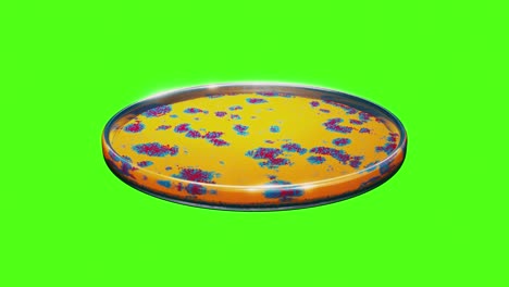 Green-Screen-render-of-a-yellow-bacteria-culture-evolving-in-petri-plate,-forming-blue-and-red-patterns,-animation-of-a-medical-research-experiment-in-medical-lab